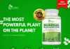 Benefits of Moringa: 10 Science-Backed Ways It Boosts Energy & Health Benefits of Moringa for Energy and Health